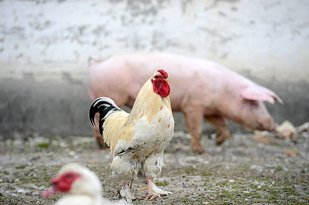 istock Cock in the farm 516218587
