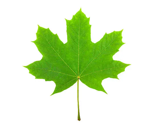 green leaf, canada symbol, on a white background, a lot of details, stock photo