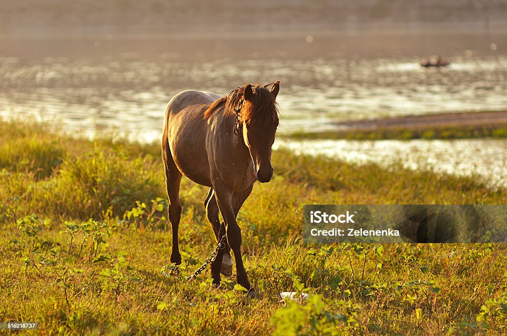 Horse in sunset Activity Stock Photo