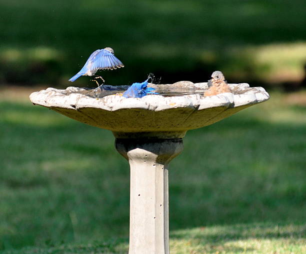 istock Beauty of a Bluebird landing 516218755
