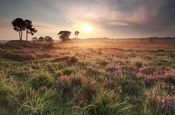 istock summer gold sunrise over meadow 516219060