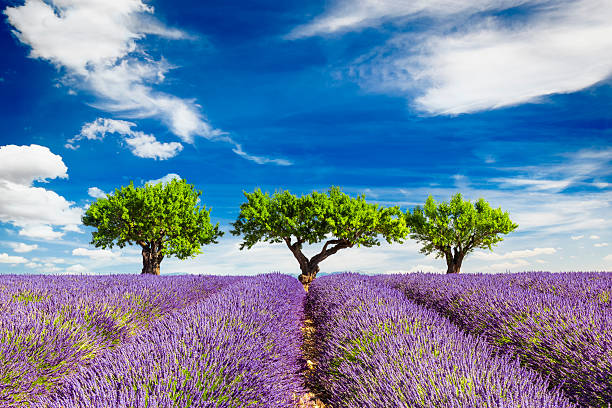 Lavender field with three trees and contrast sky stock photo