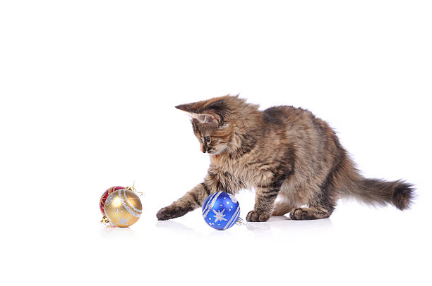 istock Funny cat with Christmas toys isolated on white 516219485