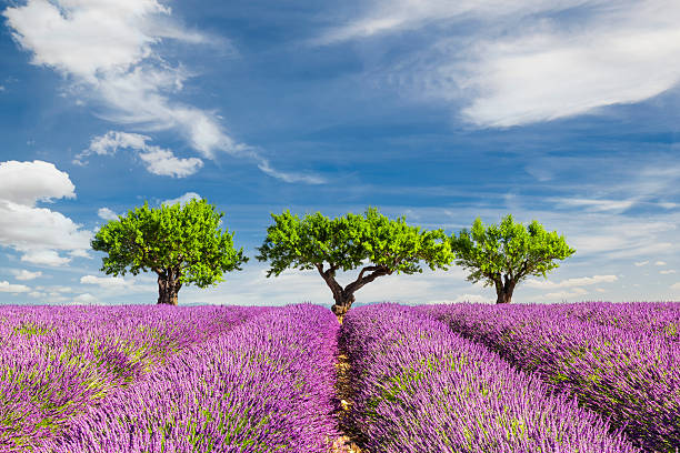 Lavender field with three trees stock photo