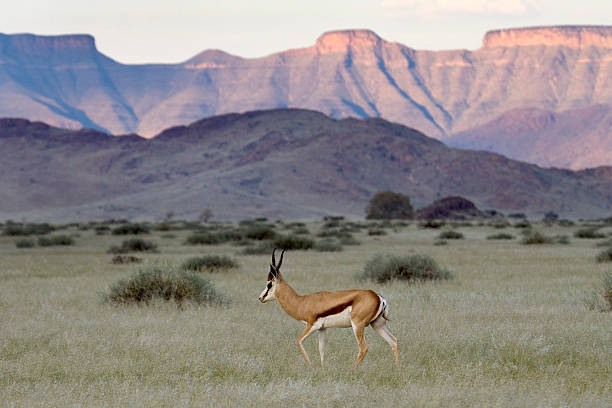 istock Springbok walks grasslands Naukluft Mountains Namib Desert Namibia 516220302