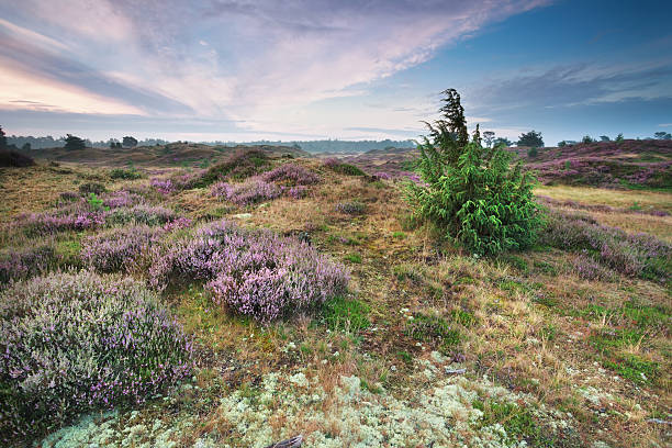 istock beautiful heathland in summer 516220462