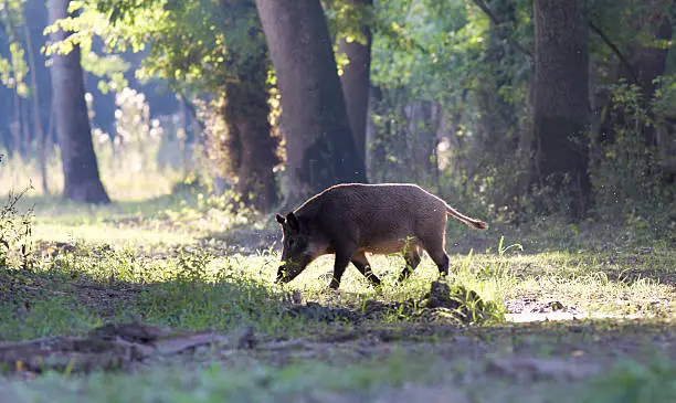 Wild boar walking in forest, side view in backlight