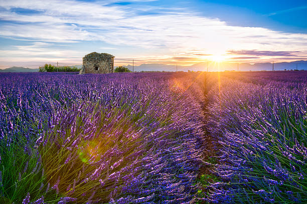 Sunrise on a lavender field with a ruined hut stock photo