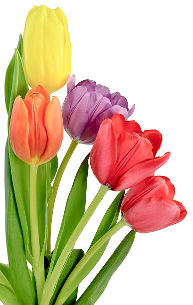 bouquet of tulips in five different colors