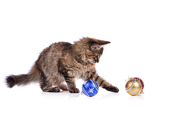 istock Funny cat with Christmas toys isolated on white 516220723