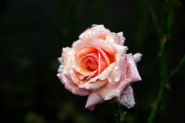 Fragrant pink rose covered in raindrops