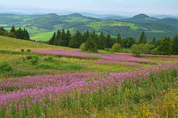 schmalblättriges weidenröschenに der hessischen rhön - hessen ストックフォトと画像