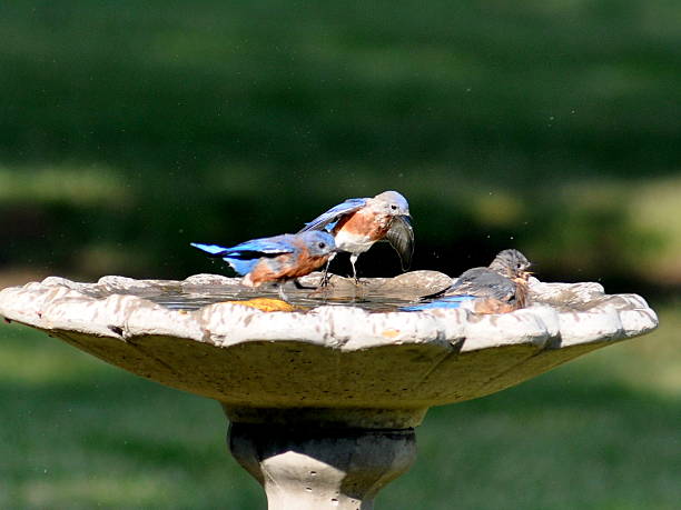 istock Bluebird bath, bluebirds waiting their turn, birdbath 516221531