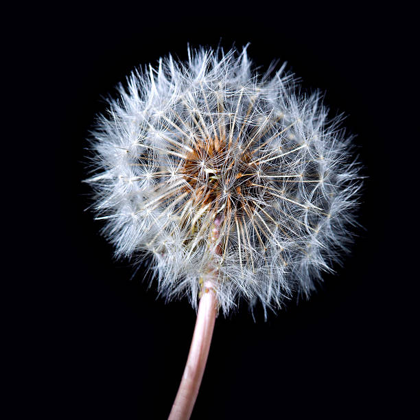 istock Blowball of dandelion flower 516228505