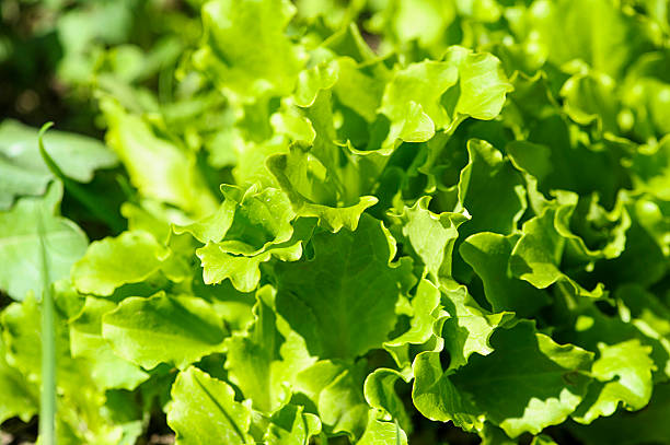 istock green salad in a garden 516228751