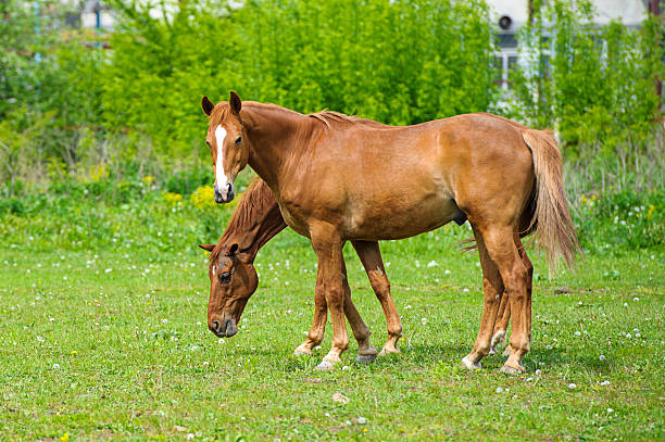 istock Horse in meadow. Summer day 516228799