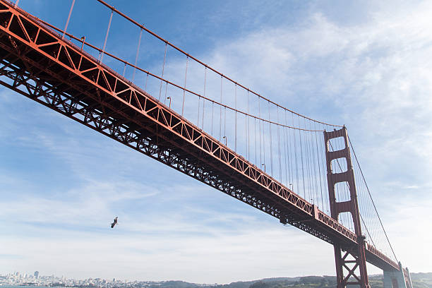 istock golden gate bridge bottom view with a bird 516229673
