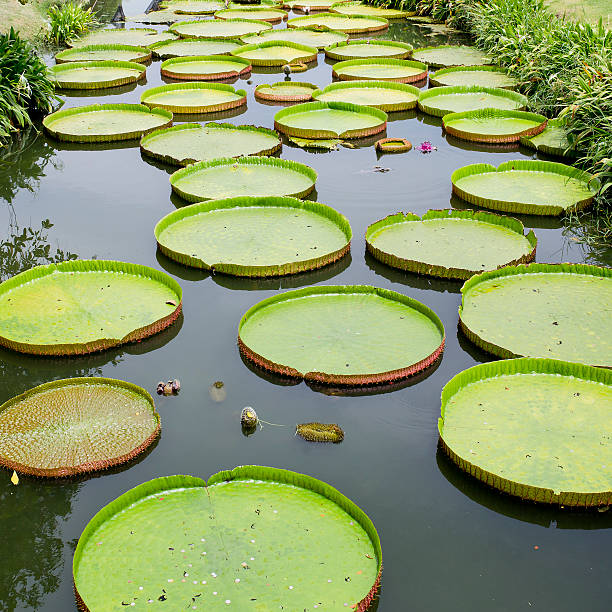 istock Victoria Regia - the largest water lily in the world 516229727