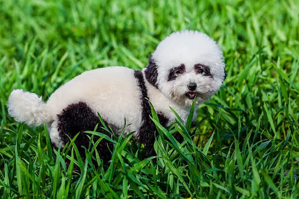 dog repainted on panda. groomed dog. pet grooming.