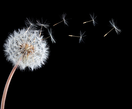 Blowball of dandelion flower isolated on black background