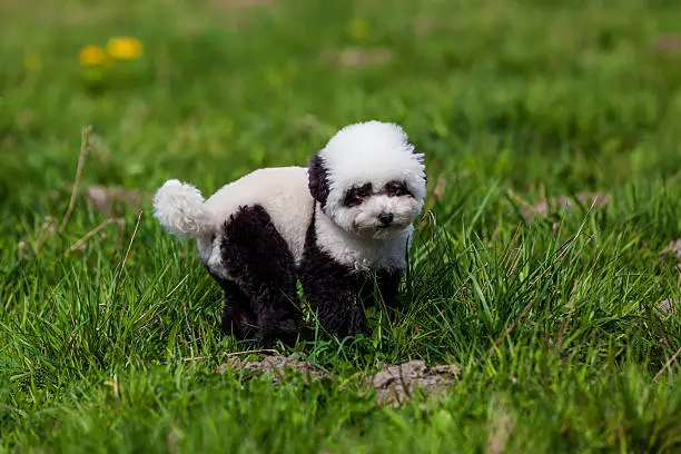 dog repainted on panda. groomed dog. pet grooming.