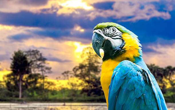 istock Blue and Yellow Macaw in Pantanal, Brazil 516229999