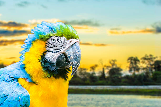 istock Blue and Yellow Macaw in Pantanal, Brazil 516230011