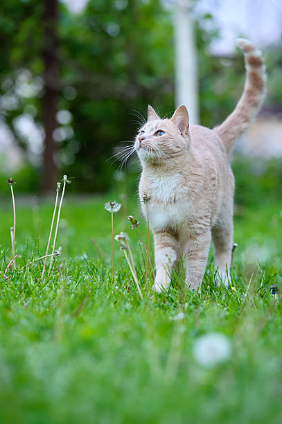 istock Funny cat on the green grass 516230069