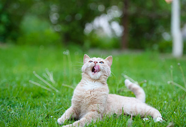 istock Funny cat on the green grass 516230085