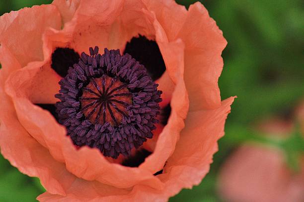 브릴리언트 vitality-오랑주 가시양귀비 아이리스입니다 - poppy field remembrance day flower 뉴스 사진 이미지