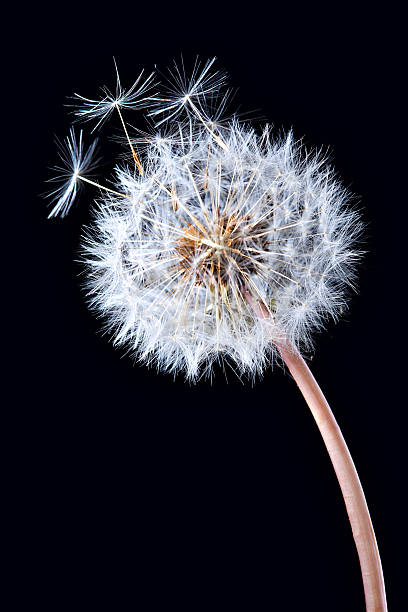 istock Blowball of dandelion flower 516230593