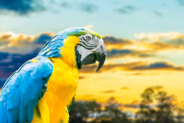 istock Blue and Yellow Macaw in Pantanal, Brazil 516230933