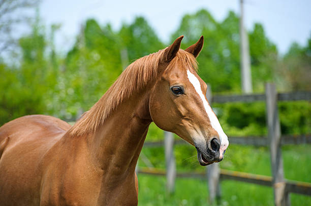 istock Horse in meadow. Summer day 516231291