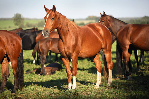 istock The horse in the meadow 516231473