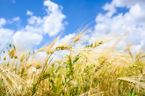 istock Golden wheat field with blue sky in background 516231767