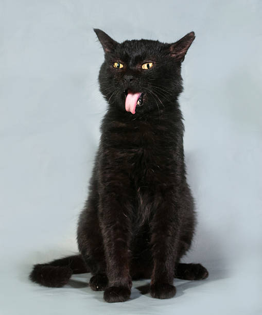 istock Black cat with yellow eyes sitting on gray 516231883