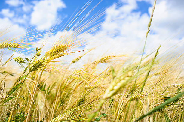 istock Golden wheat field with blue sky in background 516232313