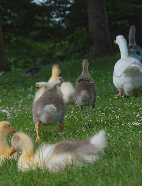 Young geese walking away. stock photo