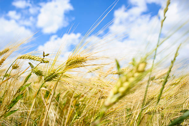 istock Golden wheat field with blue sky in background 516232529