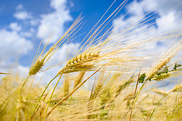 istock Golden wheat field with blue sky in background 516233115