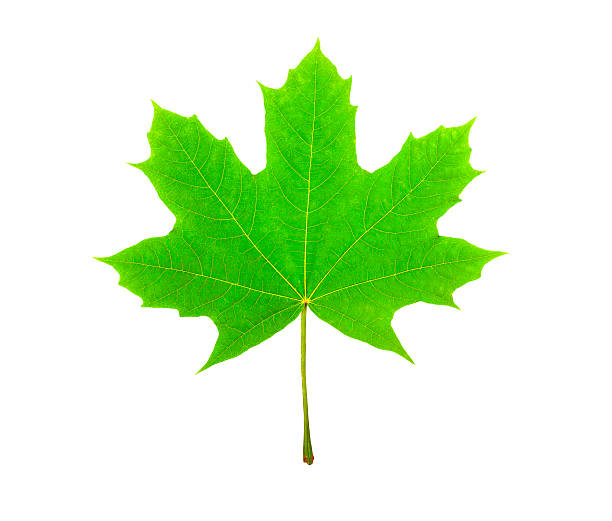 istock maple leaf, canadian symbol, on a white background, large resolution 516233211