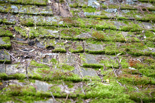 Close up of old worn cedar roof shingles covered in lush green moss growth.