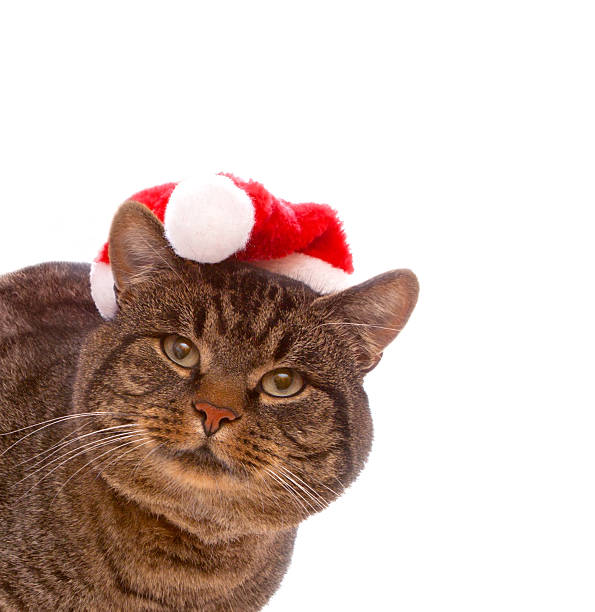 istock Christmas Santa cat. 516233557