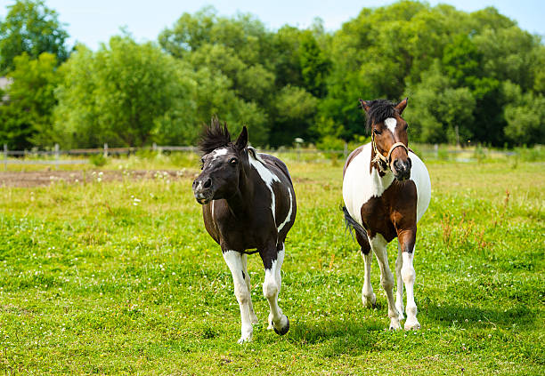 istock Horse in meadow. Summer day 516233629