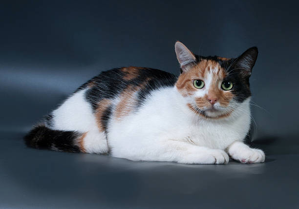 istock Tricolor cat with green eyes lying on black 516233873