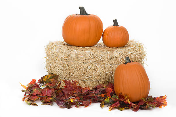 istock Studio isolated fall pumpkins on hale bale with oak leaves 516234225