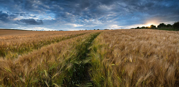 istock Stunning countryside landscape wheat field in Summer sunset 516234321