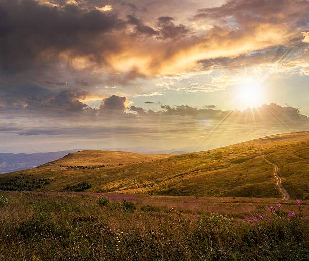 istock high wild plants on mountain top at sunset 516234961