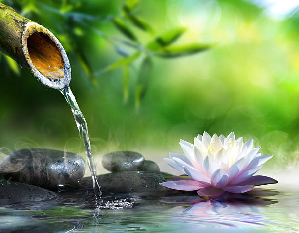 jardim zen - water lotus imagens e fotografias de stock