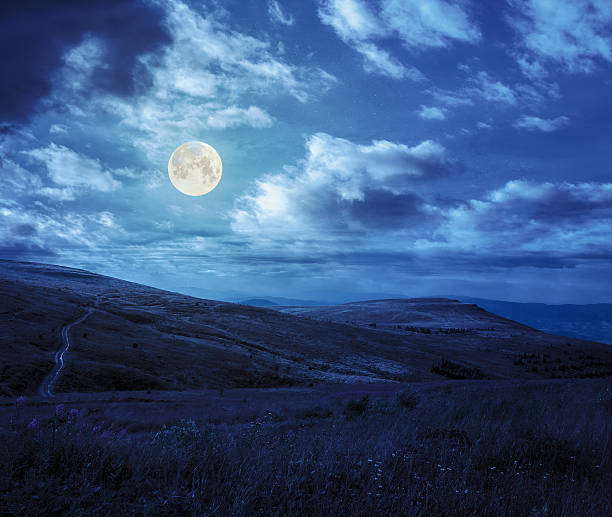 istock high wild plants on mountain top at night 516235653
